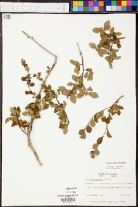 Crataegus uniflora image