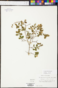 Crataegus uniflora image