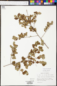 Crataegus uniflora image