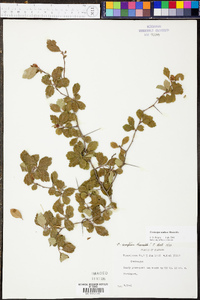 Crataegus uniflora image