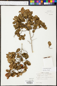 Crataegus uniflora image