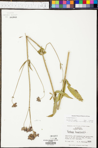 Verbena bonariensis image