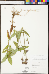 Verbena bonariensis image