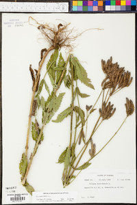 Verbena bonariensis image