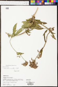 Verbena bonariensis image