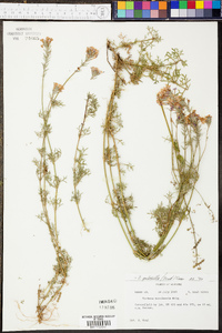 Glandularia pulchella image