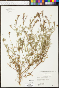Glandularia pulchella image
