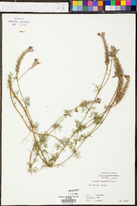 Glandularia pulchella image