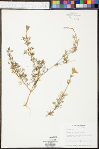 Glandularia pulchella image