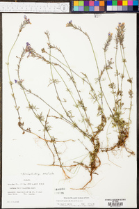 Glandularia pulchella image