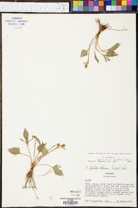 Viola egglestonii image