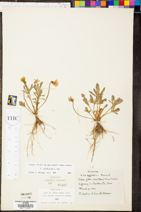 Viola egglestonii image