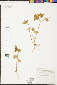 Viola pensylvanica image