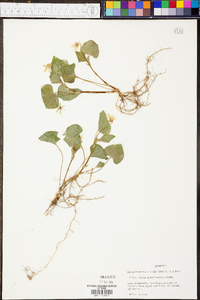 Viola pensylvanica image