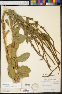 Verbena stricta image