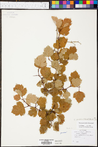 Crataegus pruinosa image