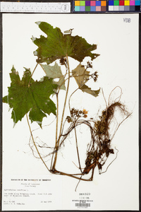 Hydrophyllum canadense image