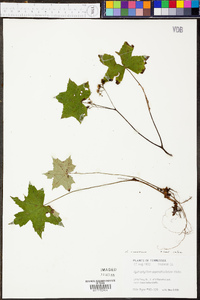 Hydrophyllum canadense image