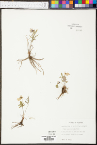 Viola septemloba image