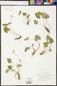 Viola sororia var. sororia image