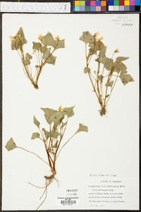 Viola pubescens var. scabriuscula image