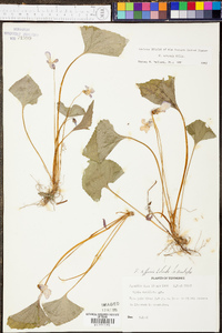 Viola sororia var. sororia image