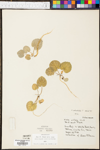 Viola rotundifolia image