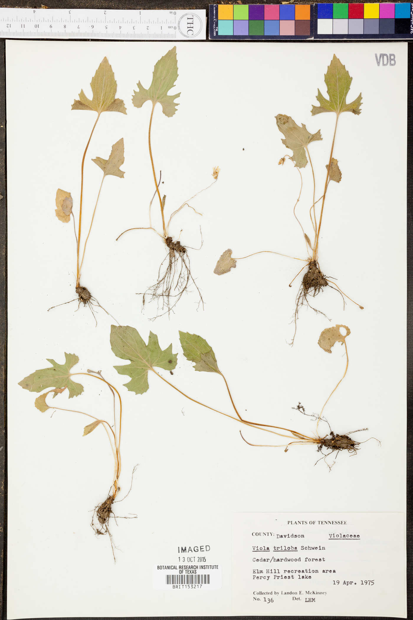 Viola triloba image