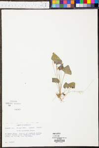 Viola hirsutula image