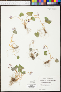 Viola hirsutula image