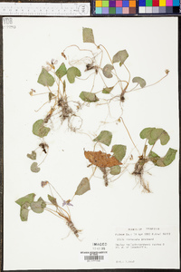 Viola hirsutula image