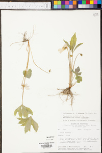 Viola palmata var. dilatata image