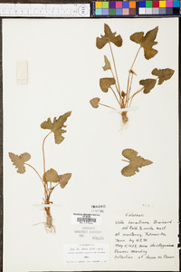 Viola × lovelliana image