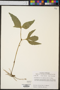 Viola tripartita image