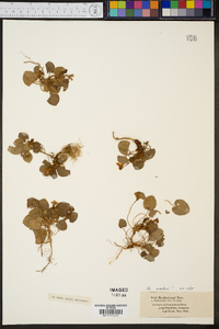 Viola walteri image