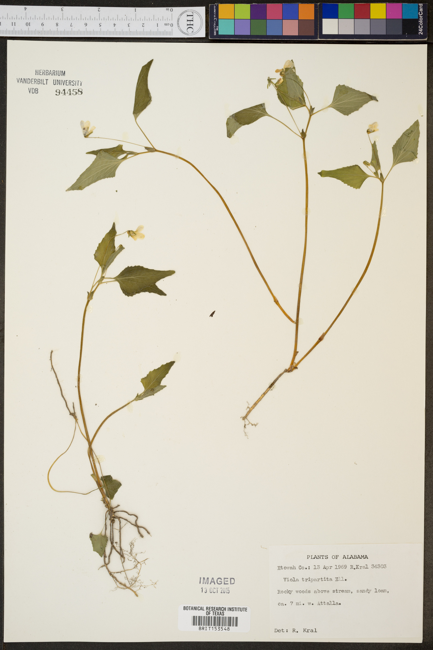 Viola tripartita image