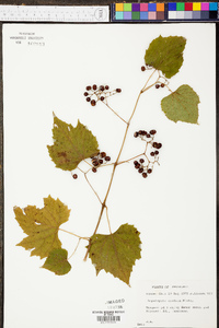 Ampelopsis cordata image