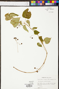 Ampelopsis cordata image