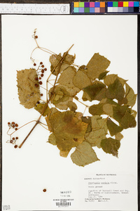 Ampelopsis cordata image