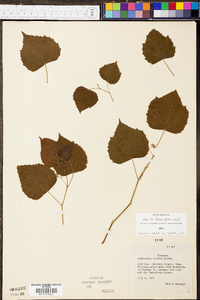 Ampelopsis cordata image