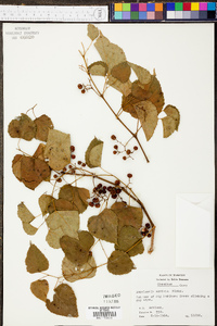 Ampelopsis cordata image