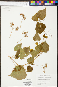 Ampelopsis cordata image