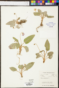 Viola sagittata var. fimbriatula image