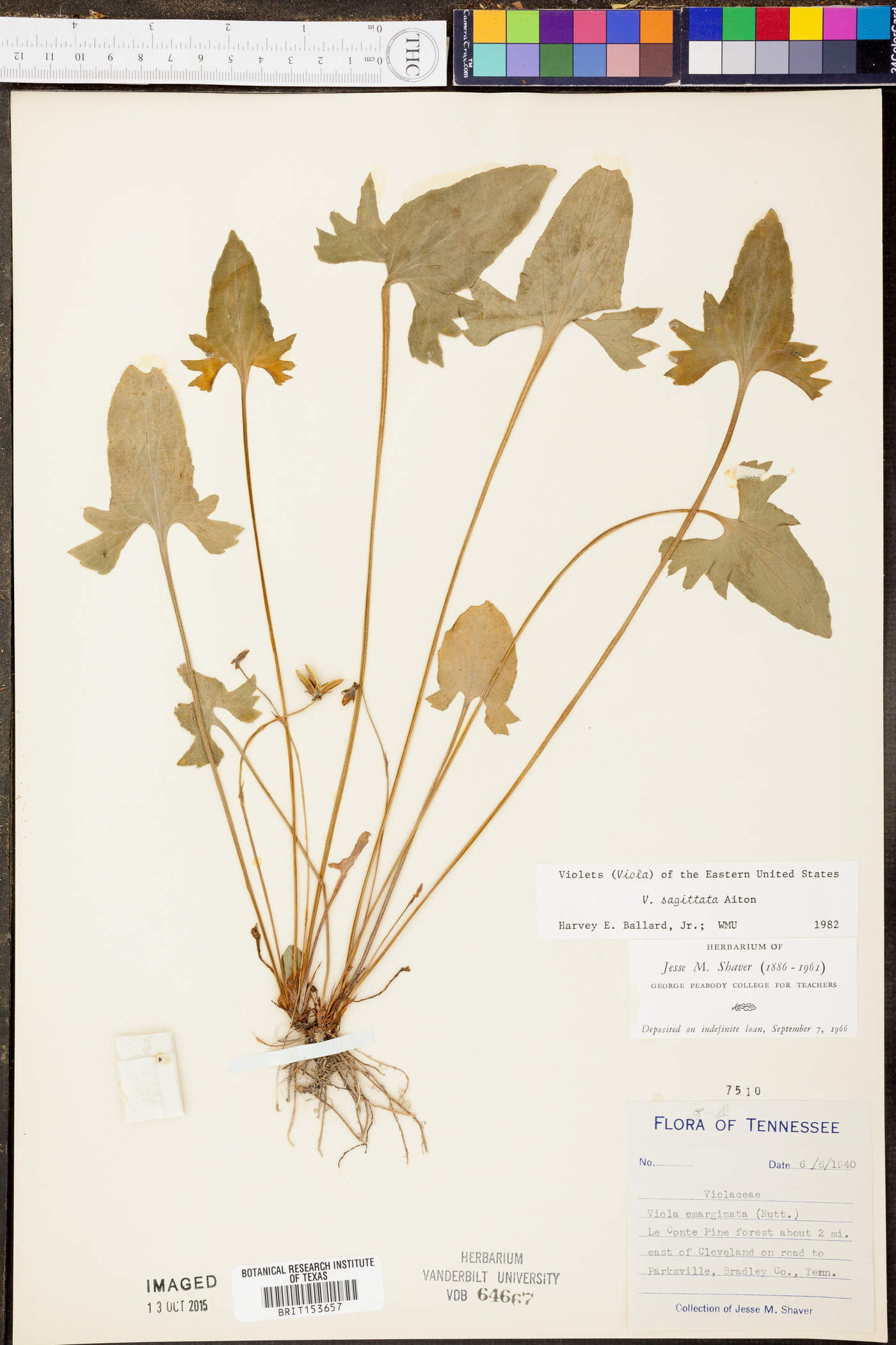 Viola sagittata var. fimbriatula image