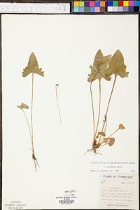 Viola sagittata var. fimbriatula image