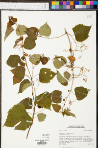 Ampelopsis cordata image