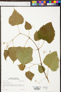 Ampelopsis cordata image