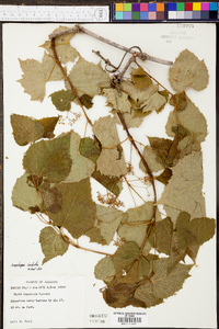 Ampelopsis cordata image