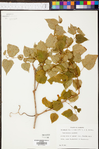 Ampelopsis cordata image