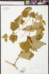 Ampelopsis cordata image